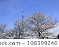 從墨田公園眺望東京晴空塔和盛開的櫻花 108599246