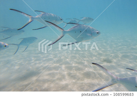 A school of horse mackerel gathers in shallow water near the beach A school of horse mackerel gathers in shallow water near the beach 108599683