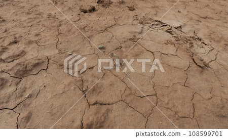 A gray-brown lizard with thumbs on the ground 108599701