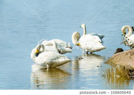 Swans that flew to Hyoko (Niigata Prefecture) to spend the winter Swans that flew to Hyoko (Niigata Prefecture) to spend the winter 108600048