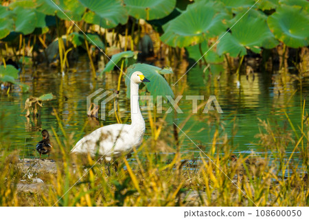 Swans that flew to Hyoko (Niigata Prefecture) to spend the winter 108600050