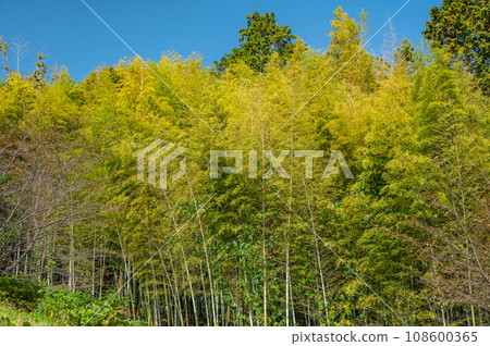 Bamboo forest in Omihachiman City, Shiga Prefecture 108600365