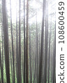 A cedar forest surrounded by steam after the rain 108600459