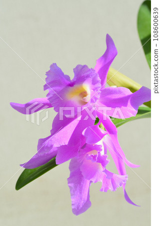 Cattleya 108600639
