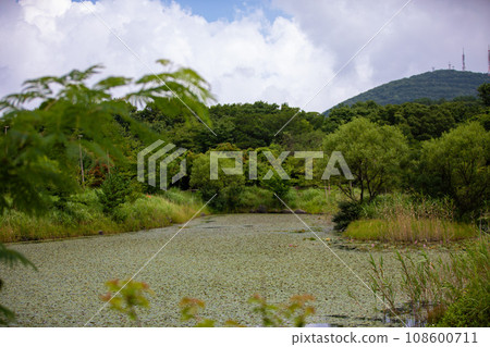 This is a beautiful scenery of Halla Ecological Forest, a tourist attraction located on Jeju Island, South Korea. 108600711
