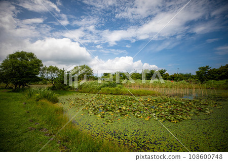 This is a beautiful scenery of Halla Ecological Forest, a tourist attraction located on Jeju Island, South Korea. 108600748