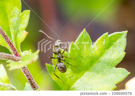 粳稻蟻 粳稻蟻 108600978