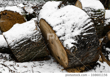 Large linden stumps covered with snow in the forest Large linden stumps covered with snow in the forest 108601156