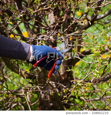 Cutting a hedge with scissors close-up Cutting a hedge with scissors close-up 108601210