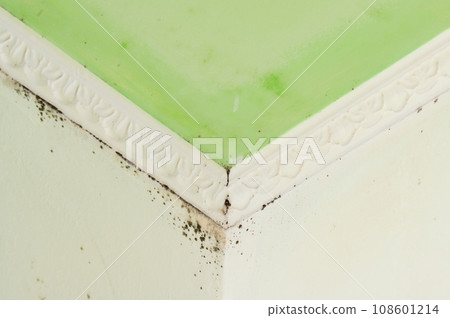 The formation of fungus near the baguette in the corner of the ceiling on the inner wall The formation of fungus near the baguette in the corner of the ceiling on the inner wall 108601214