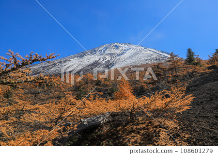 泛黃的落葉松和富士山 108601279