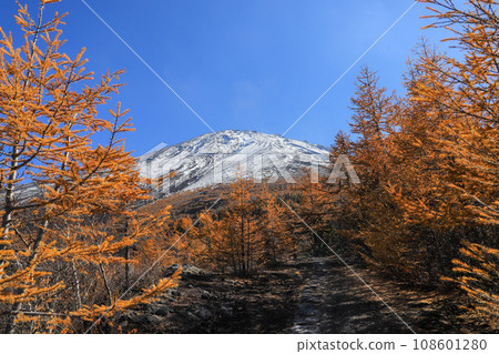 泛黃的落葉松和富士山 108601280