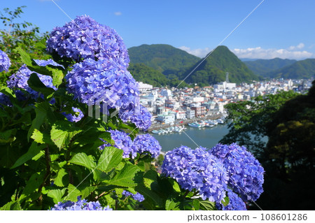 Shimoda Park, Shimoda City, Shizuoka Prefecture: Hydrangeas from Izu's famous hydrangeas and views of Shimoda Fuji and Shimoda city 108601286