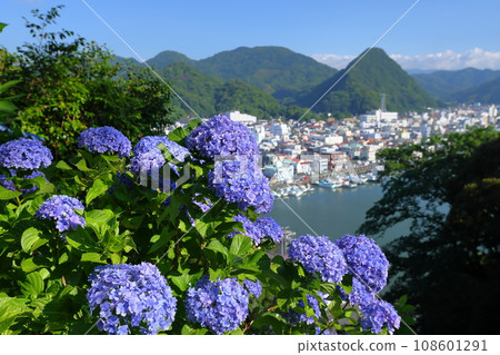 Shimoda Park, Shimoda City, Shizuoka Prefecture: Hydrangeas from Izu's famous hydrangeas and views of Shimoda Fuji and Shimoda city 108601291