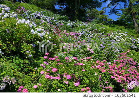 Shimoda Park, Shimoda City, Shizuoka Prefecture. Hydrangeas fill the slope, which is the main attraction of this famous hydrangea spot overlooking the city of Shimoda. 108601541