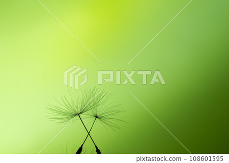 蒲公英的絨毛 108601595