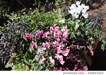 花園仙客來的種植和盆栽 花園仙客來的種植和盆栽 108601922