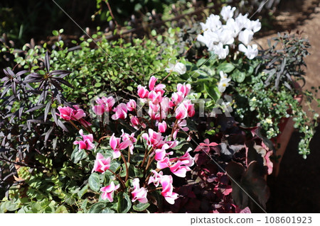 花園仙客來的種植和盆栽 花園仙客來的種植和盆栽 108601923