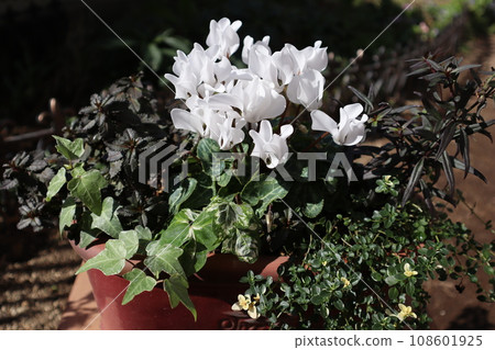 Group planting of white garden cyclamen Group planting of white garden cyclamen 108601925