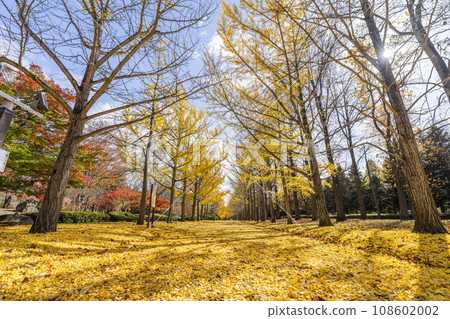 Ginkgo tree line at Yamagata Prefectural Sports Park in autumn, carpet of ginkgo leaves, Tendo City, Yamagata Prefecture Ginkgo tree line at Yamagata Prefectural Sports Park in autumn, carpet of ginkgo leaves, Tendo City, Yamagata Prefecture 108602002