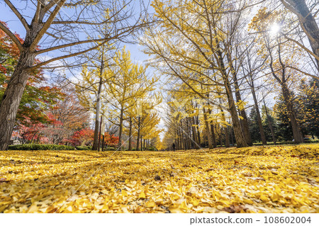 Ginkgo tree line at Yamagata Prefectural Sports Park in autumn, carpet of ginkgo leaves, Tendo City, Yamagata Prefecture 108602004