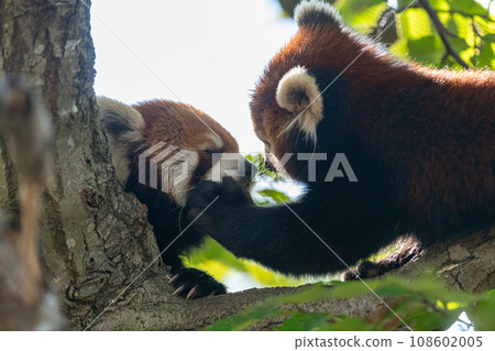Two red pandas relaxing on a tree 108602005
