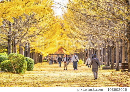 山形縣天童市秋天的山形縣體育公園銀杏樹線，銀杏葉地毯 108602026