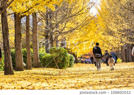 山形縣天童市秋天的山形縣體育公園銀杏樹線，銀杏葉地毯 108602032