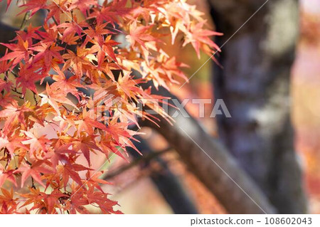 秋天的山形縣體育公園，楓葉，山形縣天童市 108602043