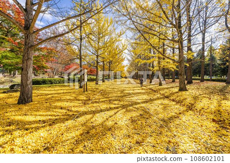 Ginkgo tree line at Yamagata Prefectural Sports Park in autumn, carpet of ginkgo leaves, Tendo City, Yamagata Prefecture 108602101