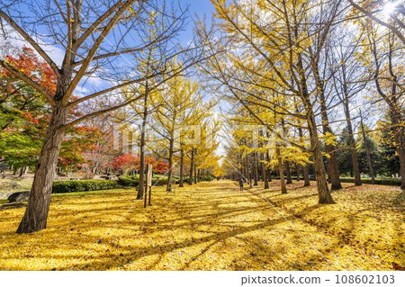 Ginkgo tree line at Yamagata Prefectural Sports Park in autumn, carpet of ginkgo leaves, Tendo City, Yamagata Prefecture Ginkgo tree line at Yamagata Prefectural Sports Park in autumn, carpet of ginkgo leaves, Tendo City, Yamagata Prefecture 108602103