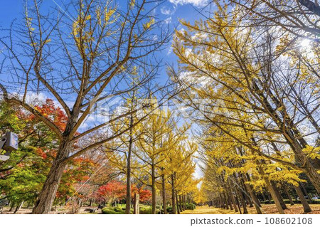 Ginkgo trees at Yamagata Prefectural Sports Park in autumn, Tendo City, Yamagata Prefecture 108602108