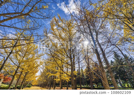 Ginkgo trees at Yamagata Prefectural Sports Park in autumn, Tendo City, Yamagata Prefecture Ginkgo trees at Yamagata Prefectural Sports Park in autumn, Tendo City, Yamagata Prefecture 108602109