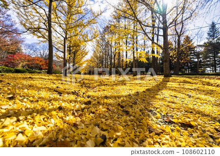 Ginkgo tree line at Yamagata Prefectural Sports Park in autumn, carpet of ginkgo leaves, Tendo City, Yamagata Prefecture Ginkgo tree line at Yamagata Prefectural Sports Park in autumn, carpet of ginkgo leaves, Tendo City, Yamagata Prefecture 108602110