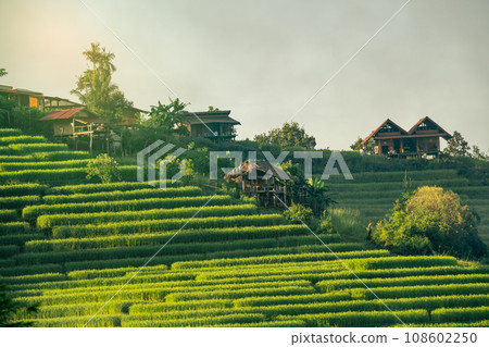 Landscape of green rice terraces amidst mountain agriculture. Travel destinations in Chiangmai, Thailand. Terraced rice fields. Traditional farming. Asian food. Thailand tourism. Nature landscape. 108602250