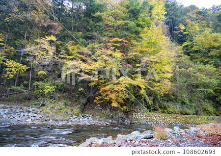 Tamba River in early autumn Tamba River in early autumn 108602693