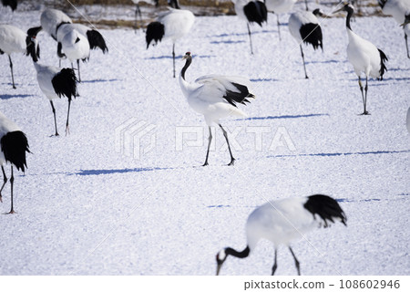 Midwinter cranes 108602946