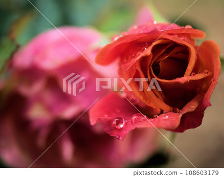 ``Disneyland Rose'', a pink rose flower that bloomed in rainy October ``Disneyland Rose'', a pink rose flower that bloomed in rainy October 108603179