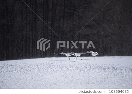 一群丹頂鶴在雪原上空飛翔 一群丹頂鶴在雪原上空飛翔 108604085