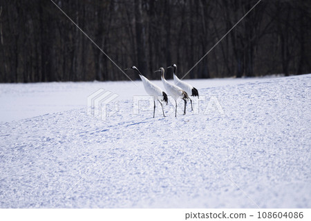 一群丹頂鶴在雪原上空飛翔 一群丹頂鶴在雪原上空飛翔 108604086