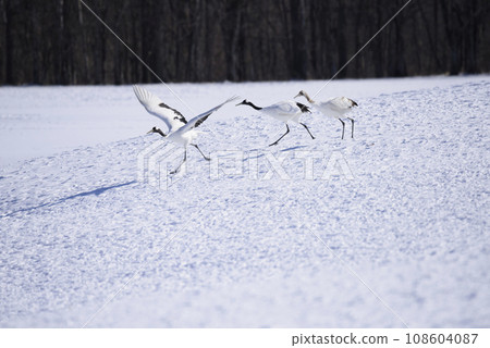 A family of red-crowned cranes taking flight over a snowy field 108604087