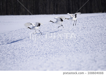 一群丹頂鶴在雪原上空飛翔 一群丹頂鶴在雪原上空飛翔 108604088