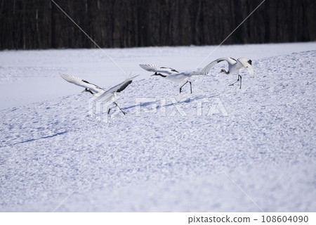 一群丹頂鶴在雪原上空飛翔 一群丹頂鶴在雪原上空飛翔 108604090
