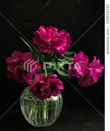 bouquet of dark red lilac tulips in glass vase on dark background. flower bouquet in vase on table bouquet of dark red lilac tulips in glass vase on dark background. flower bouquet in vase on table 108604191