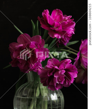bouquet of dark red lilac tulips in glass vase on dark background. flower bouquet in vase on table bouquet of dark red lilac tulips in glass vase on dark background. flower bouquet in vase on table 108604215