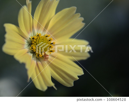 Yellow cosmos flower "Lemonade" that blooms in October Yellow cosmos flower "Lemonade" that blooms in October 108604528