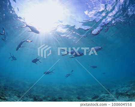 Nishiba Nishiba 108604558