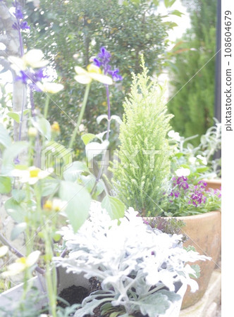 種植 種植 108604679