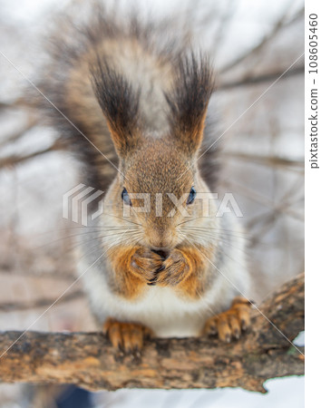 The squirrel with nut sits on tree in the winter or late autumn 108605460