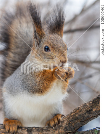 The squirrel with nut sits on tree in the winter or late autumn 108605462
